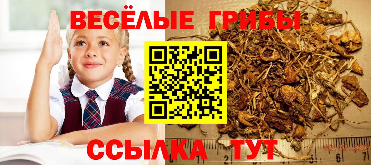 Псилоцибиновые грибы GOLDEN TEACHER Тихорецк